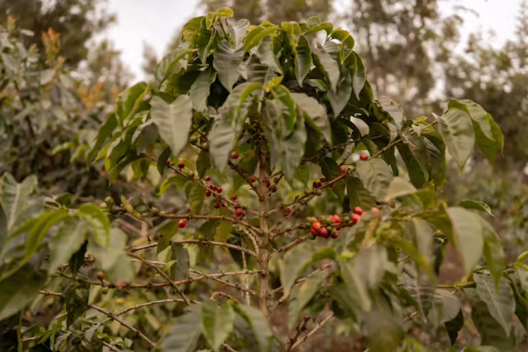 Coffe Berries Green Leaves
